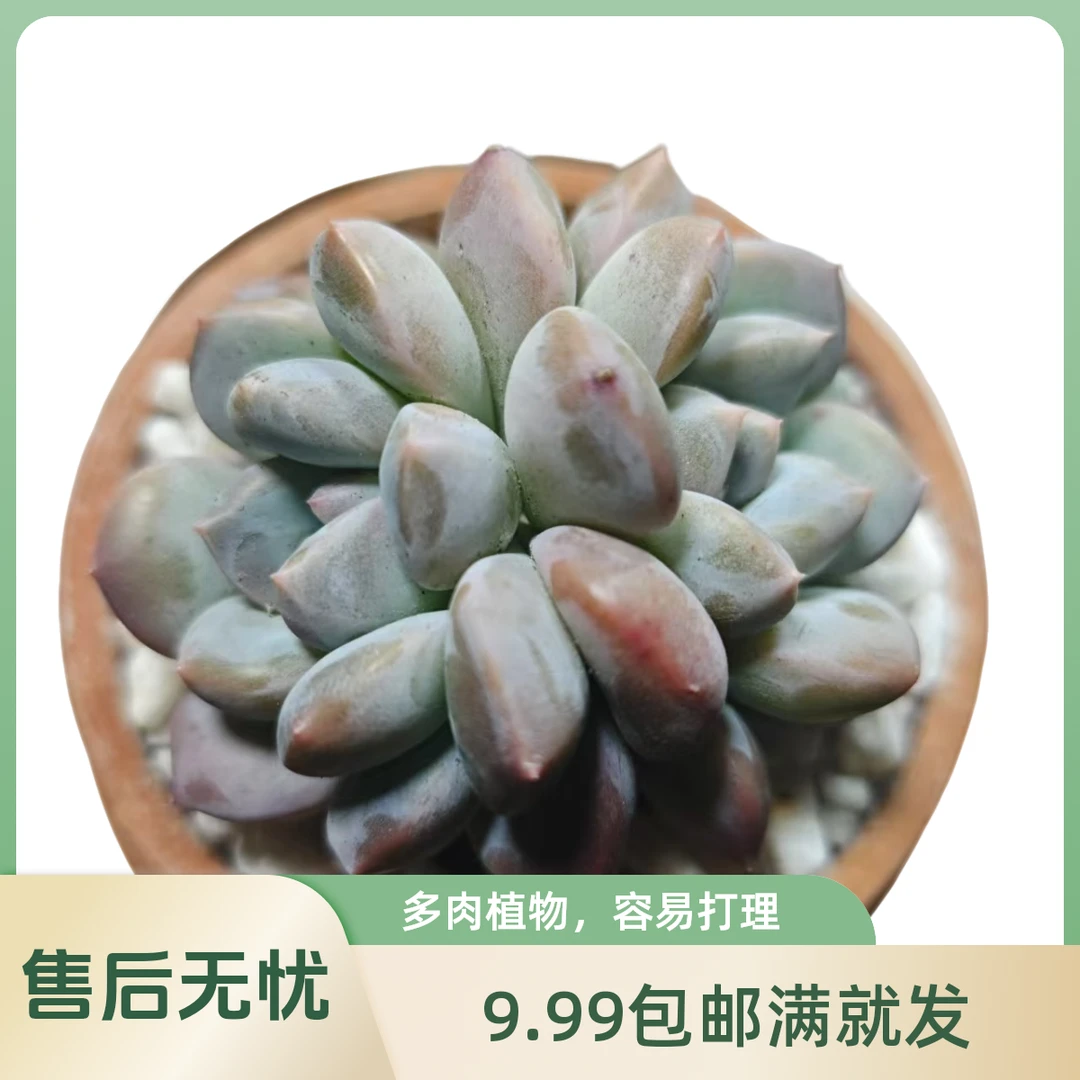 香水(拼满10元包邮)多肉植物阳台露台办公室绿植植新手好养好活