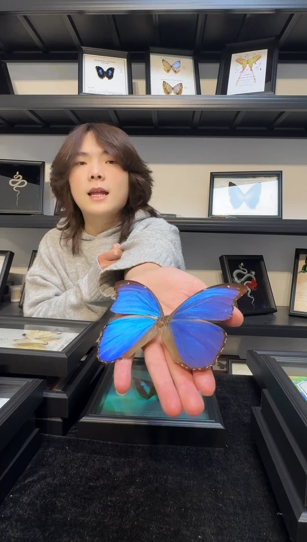 玻璃真实蝴蝶标本