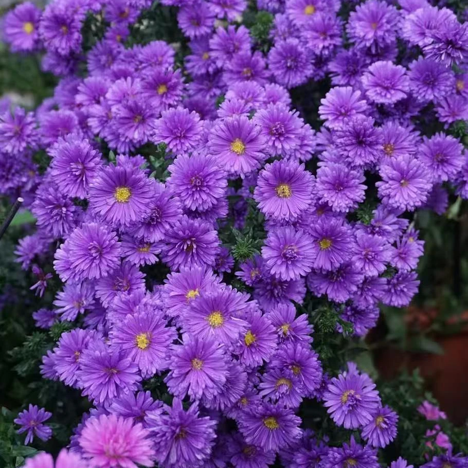 [翠菊盆栽]重瓣菊花大苗多年生宿根耐寒花卉