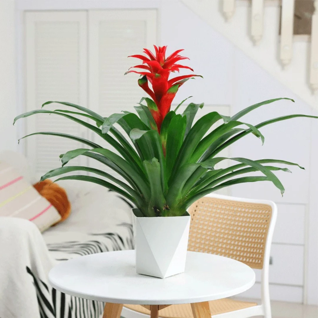 鸿运当头盆栽室内外通用花卉凤梨红星红花好养活