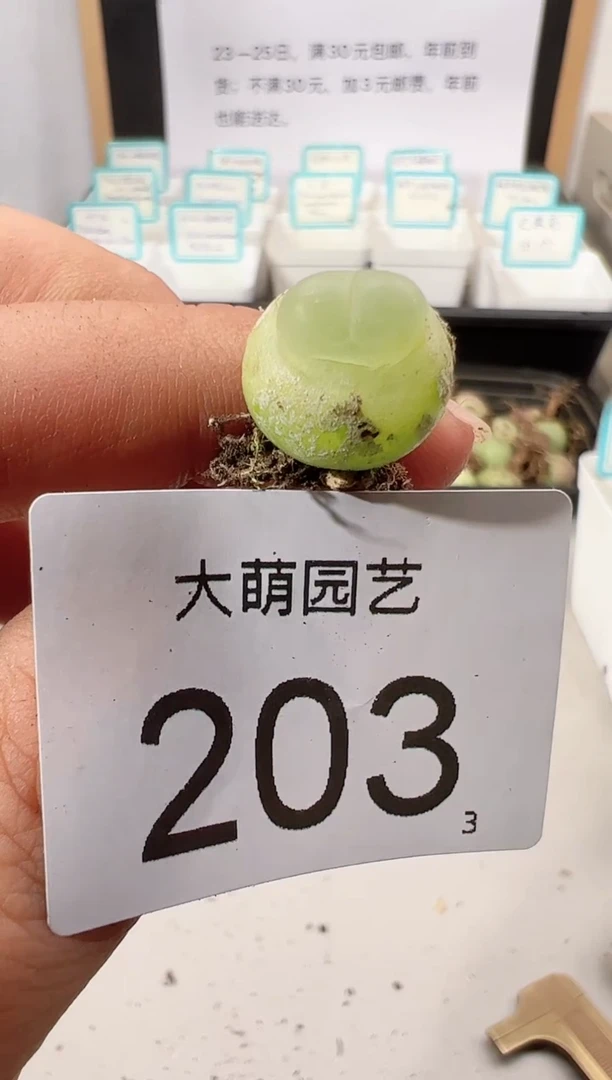 【闪购商品】++++203