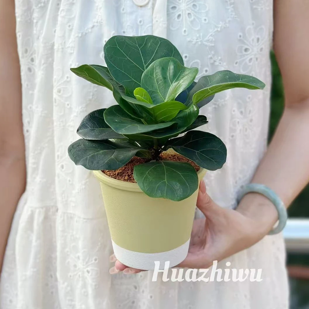 【芭比琴叶榕】芭比榕ins风盆栽植物室内外办公室桌面净化空气