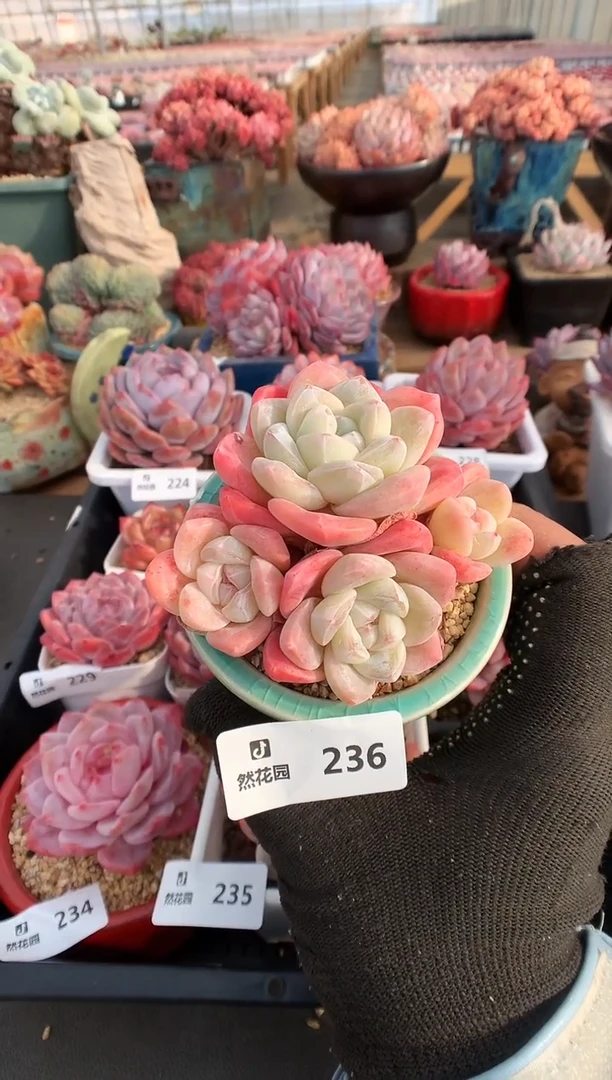 【闪购商品】236冰玉一物一拍