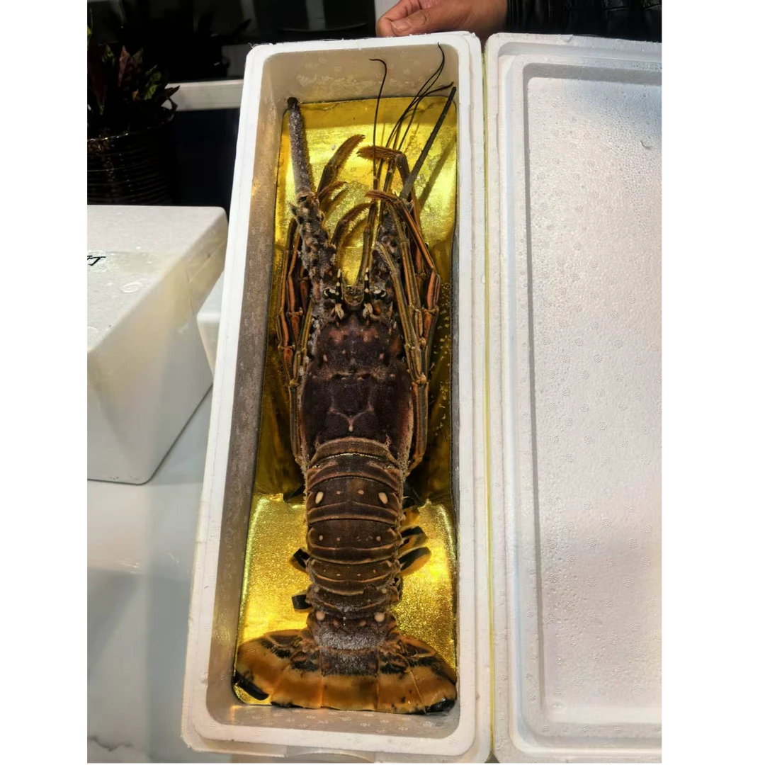 大龙虾龙虾3-3.5斤/只