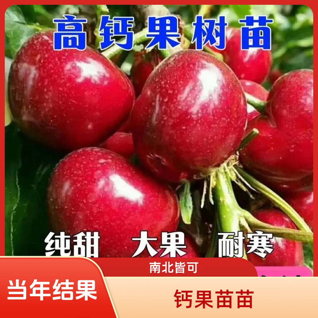 钙果果树苗盆栽高钙欧李苗当年结果中华钙果苗庭院地栽南北方种植