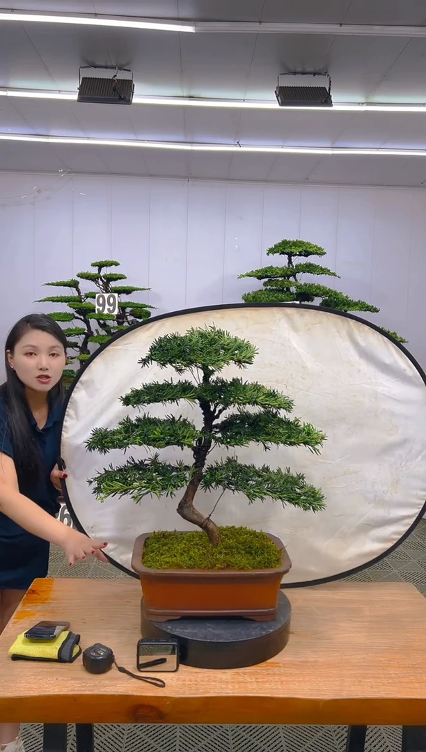 无花朵罗汉松盆景....