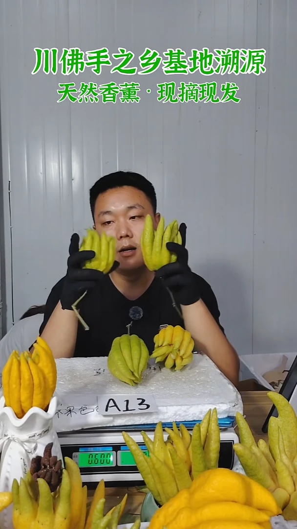 柑橘一物一拍  高山川佛手柑鲜果A13（断枝不售后）