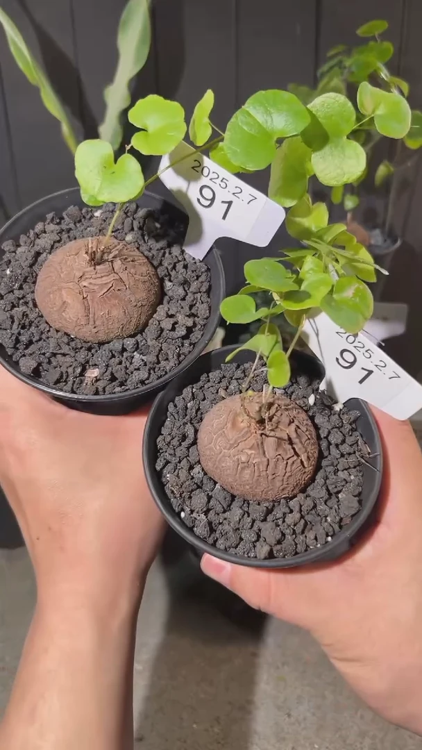 【闪购商品】南非龟甲龙2.7.91