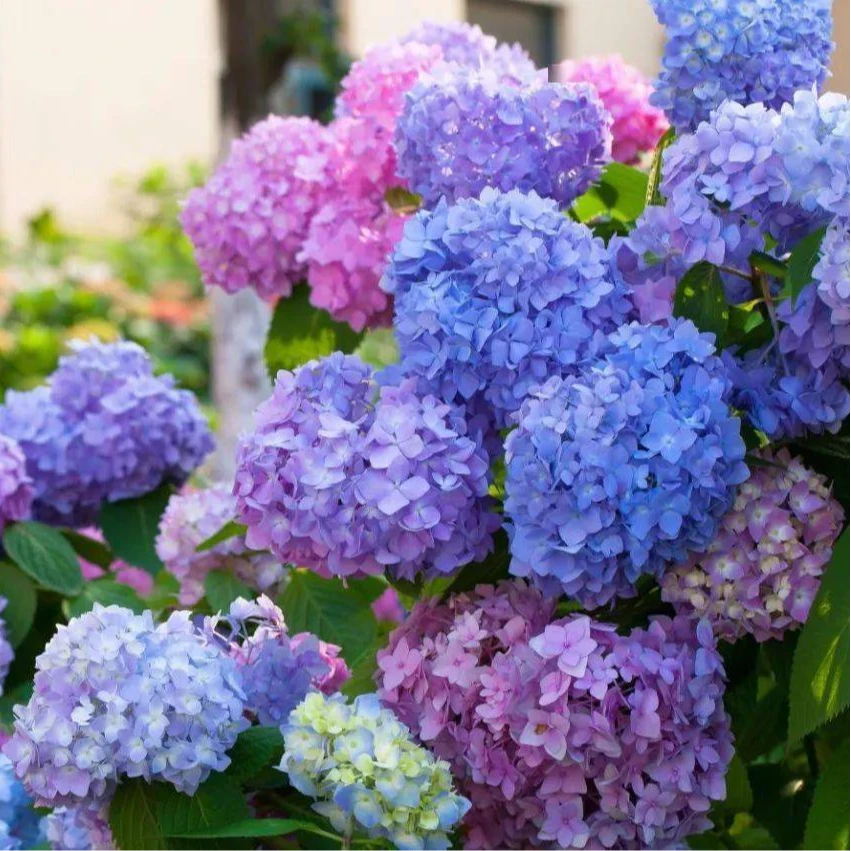 [绣球-无尽夏]盆栽观赏长花期多色耐开