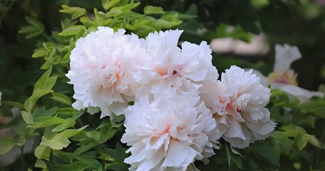 （福利牡丹花苗 ）新人福利一年苗 先邮寄肥料 九月发苗（货对版）