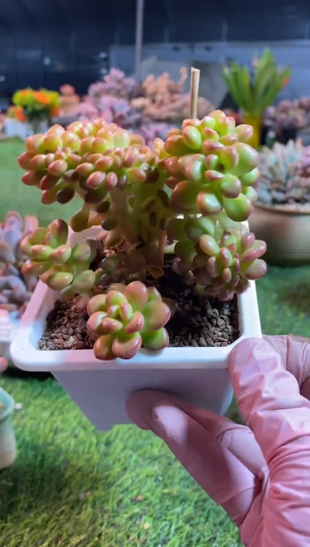 【闪购商品】0588a