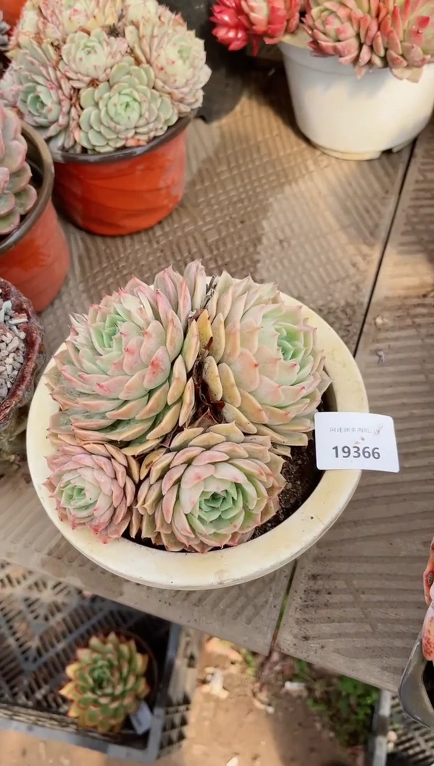 【闪购商品】19366多肉
