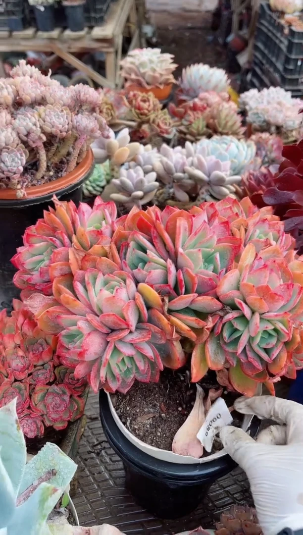 【闪购商品】09088