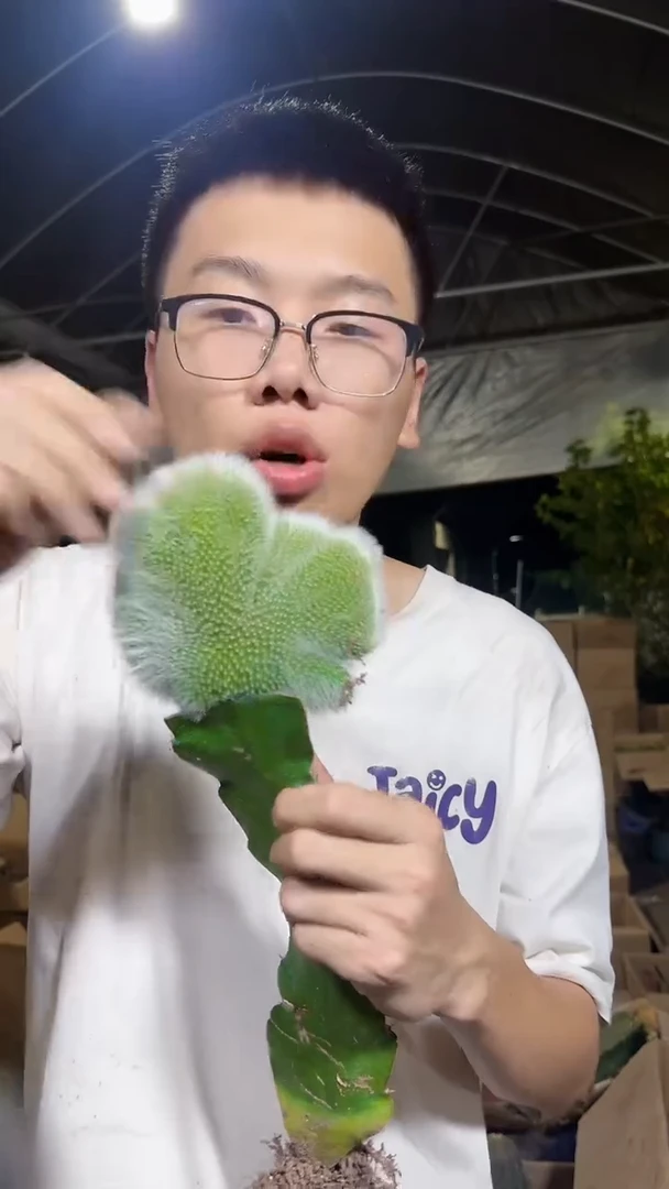 九尾狐 缀化【嫁接】