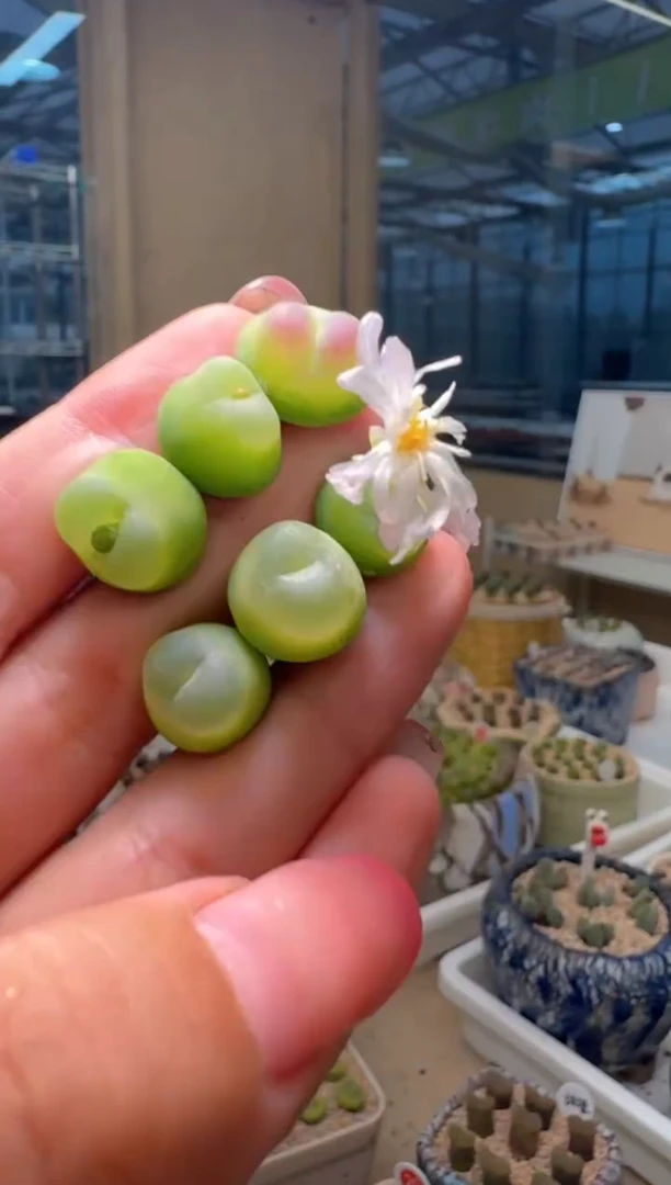29-60多肉植物肉锥拉登一颗