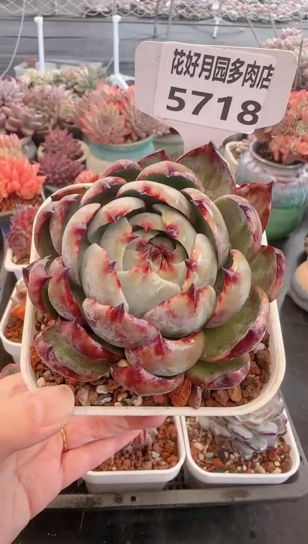 【闪购商品】5718.惊鸿