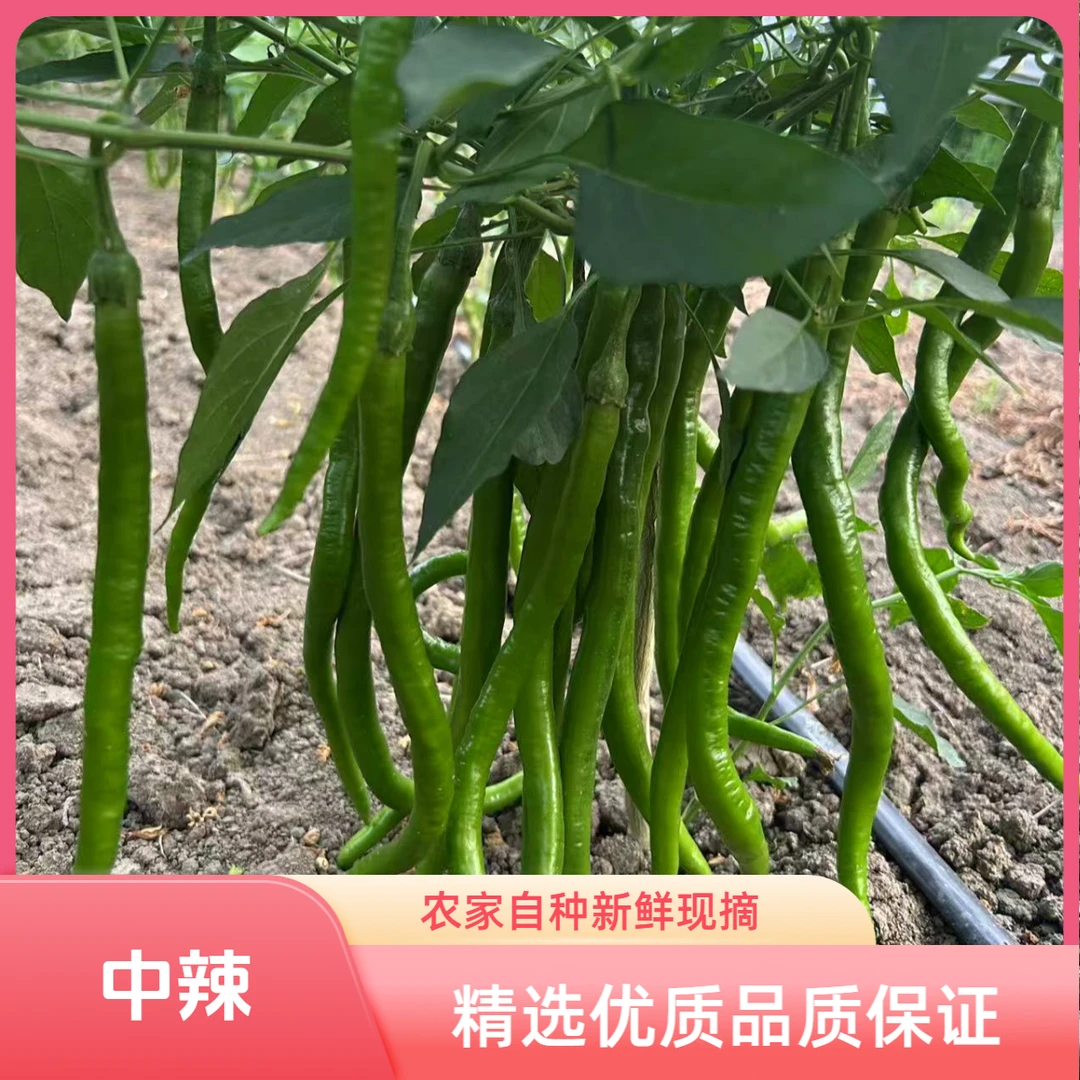 (顺丰包邮）青线椒二荆条线椒批发3斤5斤装新鲜辣椒