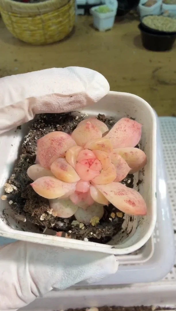 荔枝/三头五方一盆 量拍混发