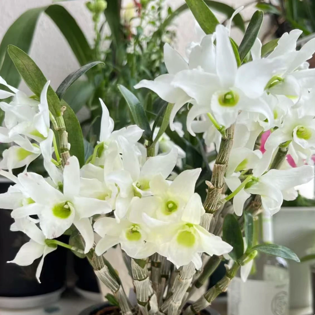 兰花 春石斛【口袋情人/香妃带多花苞 】保底10苗 室内外好养