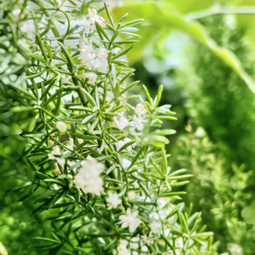 [狐尾天门冬/2加仑大盆] 四季常青多年生庭院花园室外耐寒北欧风