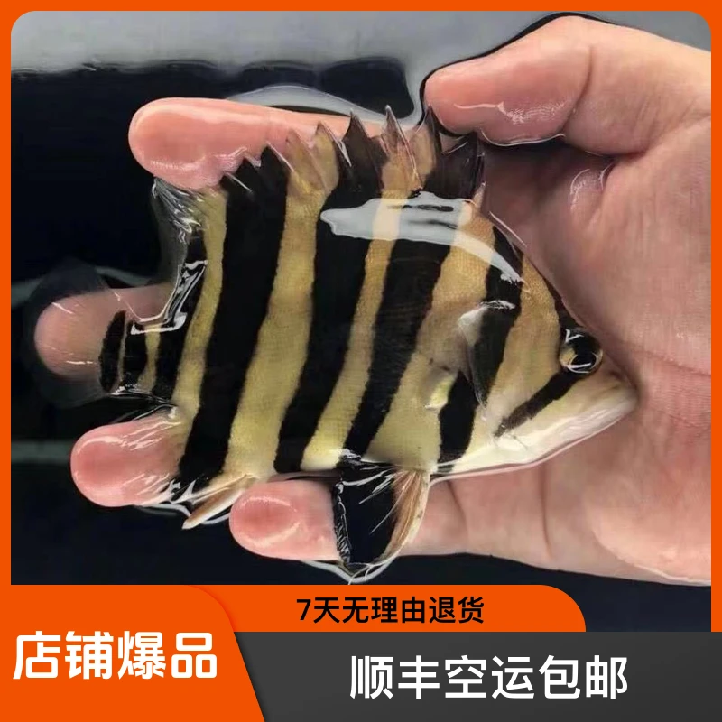 精品长明苏门答腊虎直播间一物一价新手包活包损顺丰快递