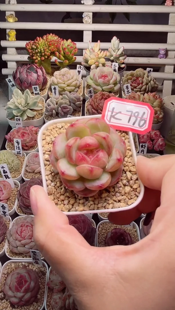 【闪购商品】K796灵珠一物一拍