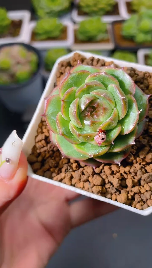 008麒麟量拍发一颗