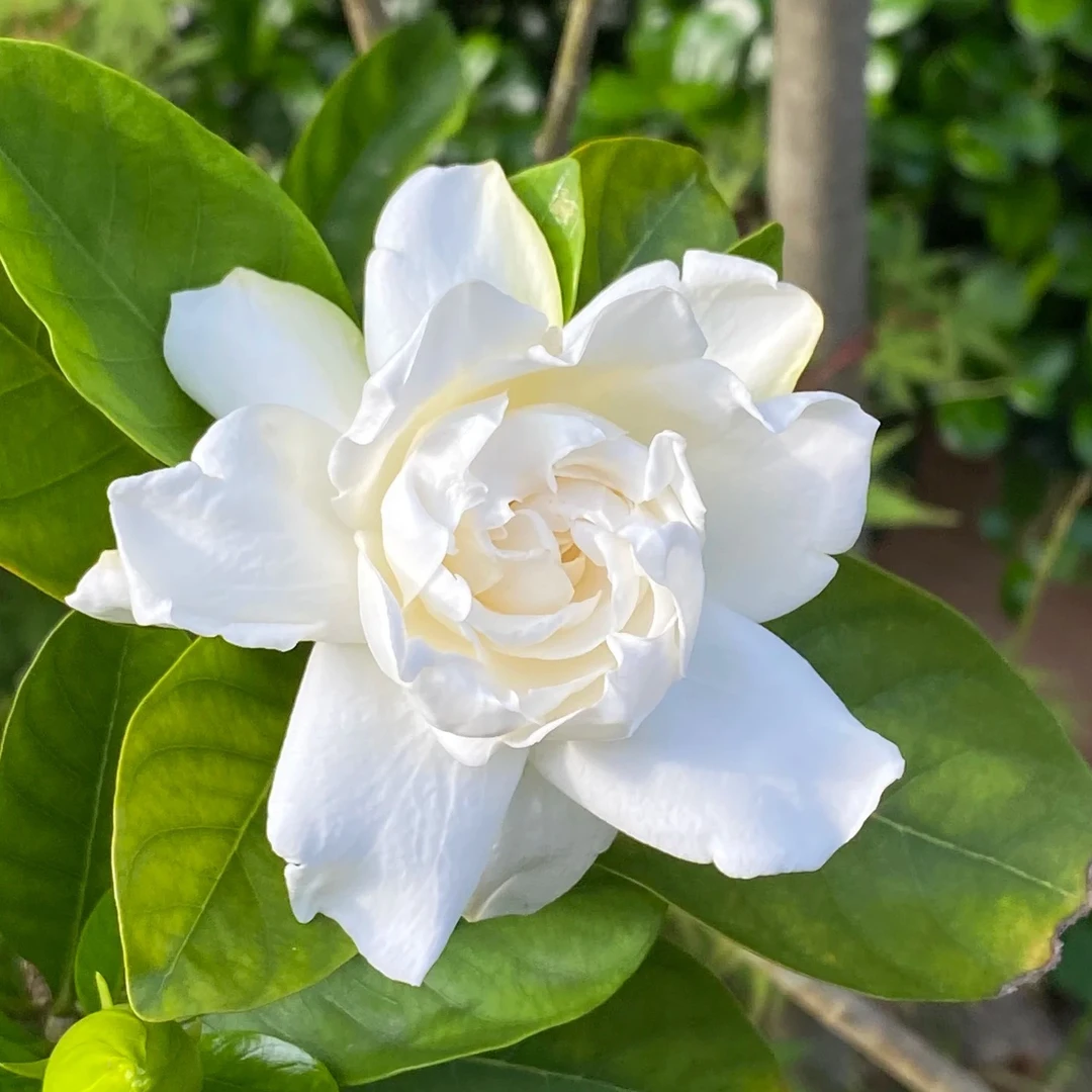 栀子花棒棒糖带花苞发货白色有香味浓香基地原盆阳台窗台院子露台