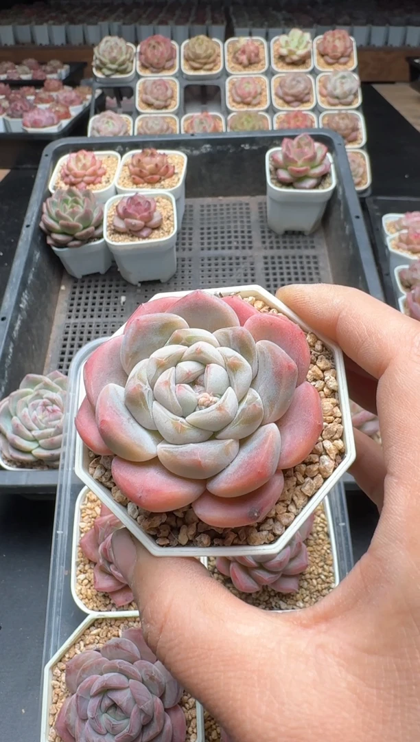 【闪购商品】357A号一物一拍多肉花卉植物拍3颗起发