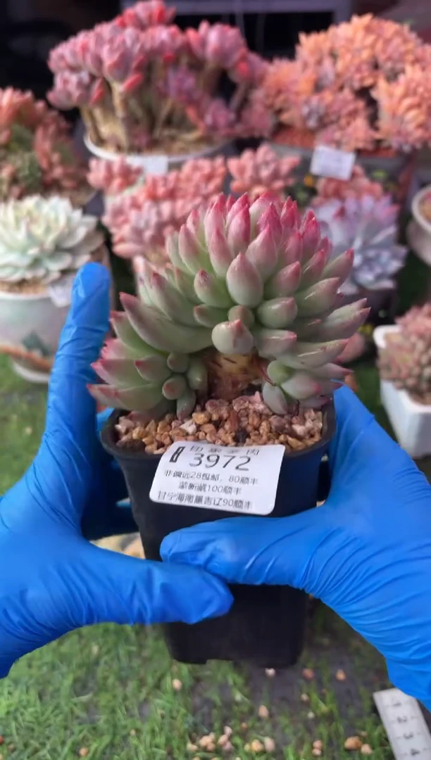 昆明印象多肉3972