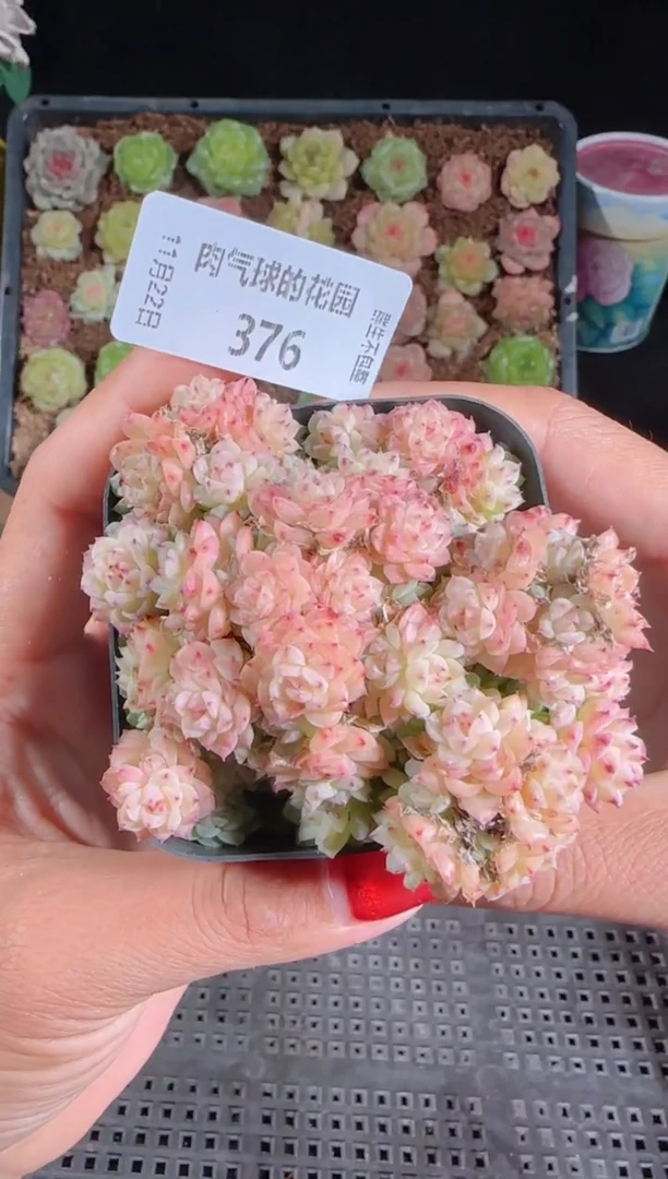 1122-376群生不包整