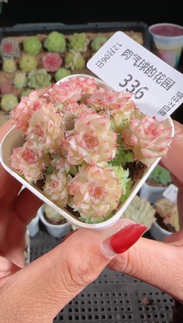 1206-336多肉群生不包整