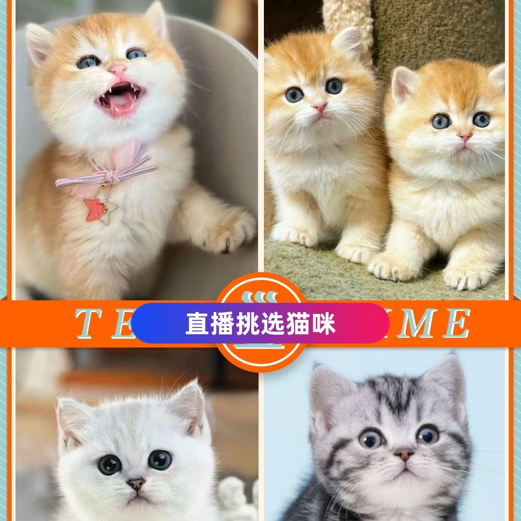 猫咪活体直播专享链接宠物猫真猫【250】