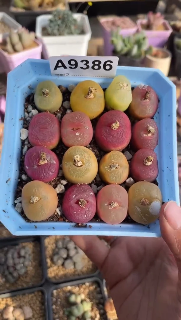 【闪购商品】9386开播福利