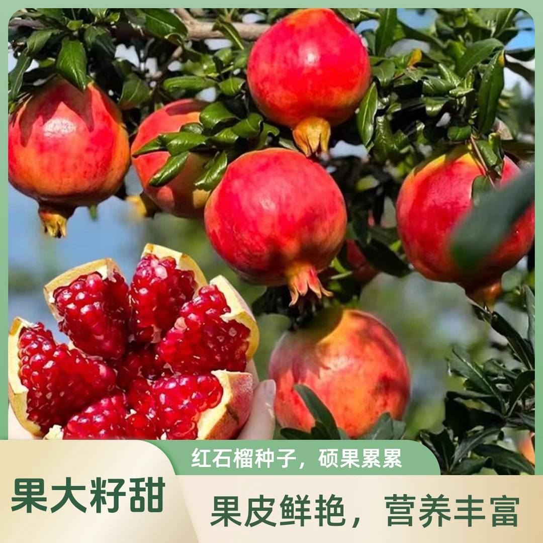 软籽石榴树苗纯甜口感盆栽地栽南方北方耐寒耐旱基地直发
