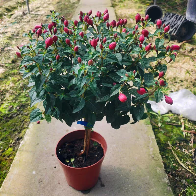 倒挂金钟宝莲灯办公室内阳台盆栽花卉灯笼花观花植物带花发货