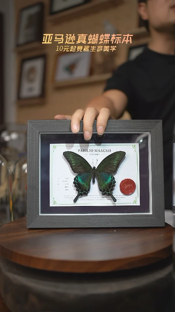 有机玻璃绿带翠凤蝶夏型国风版