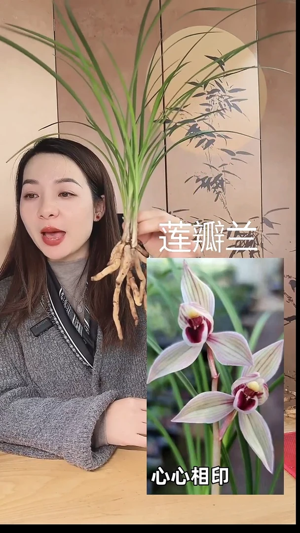 当前无花栽培后可以开花：心心相印