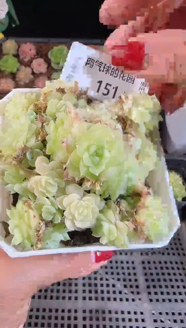 1113-151群生不包整