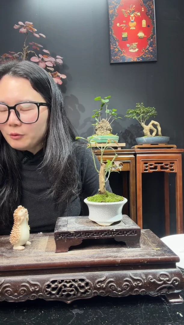 完全开放卫矛000