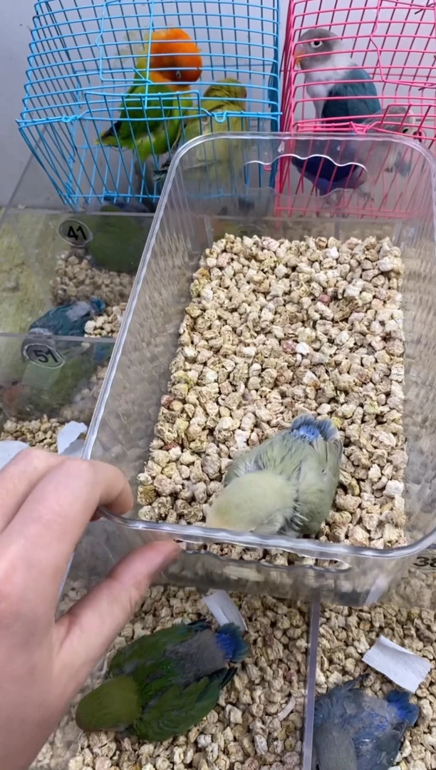桃脸牡丹鹦鹉美桂