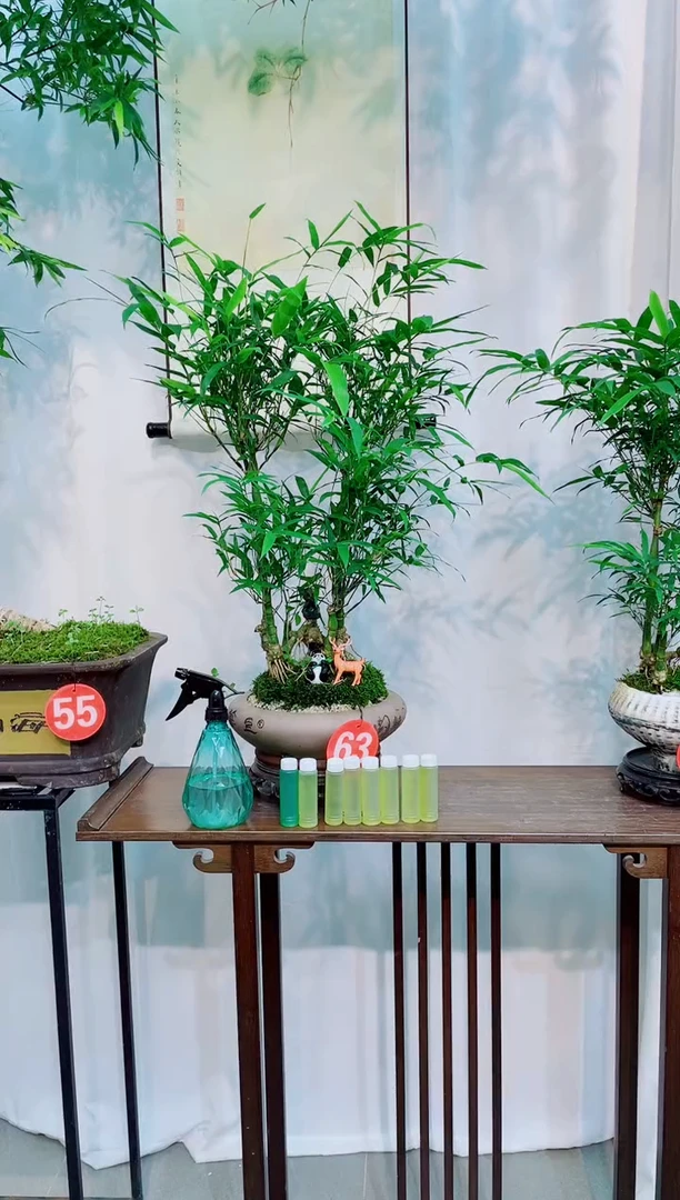 无花朵竹子盆景盆栽