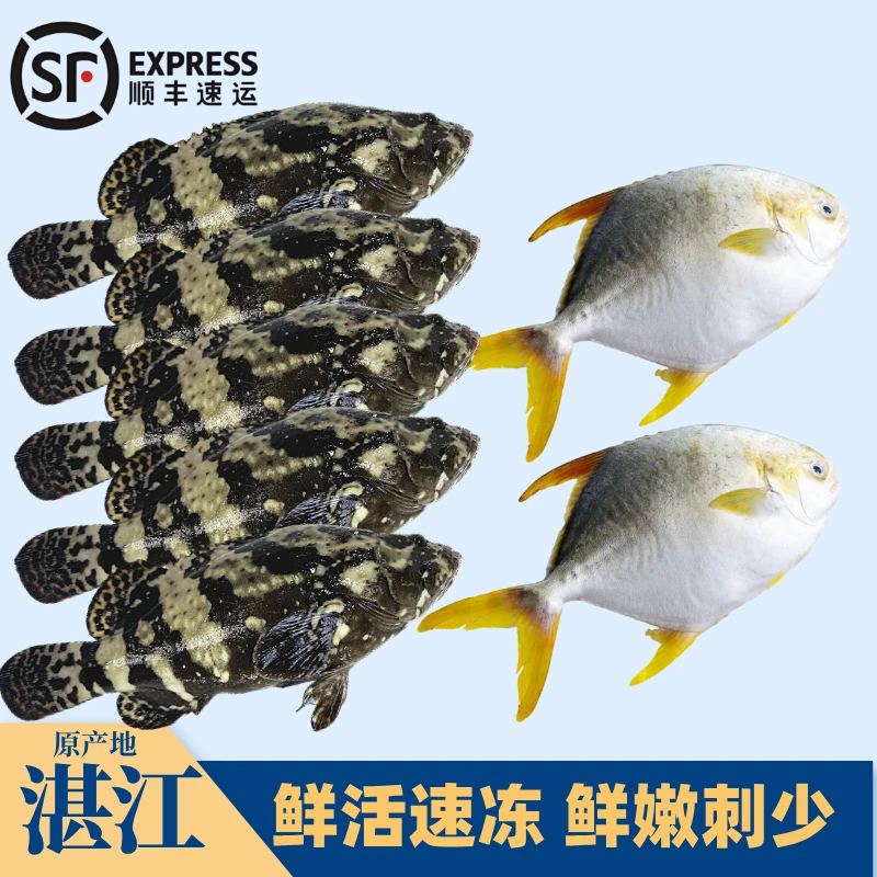 【5+2组合】5条石斑鱼+2条金鲳鱼 广东湛江海鲜活鱼现冻