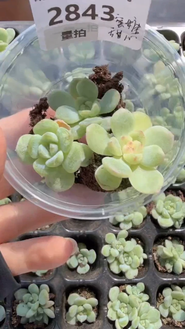 2843 t2蜜糖3颗量拍多肉植物