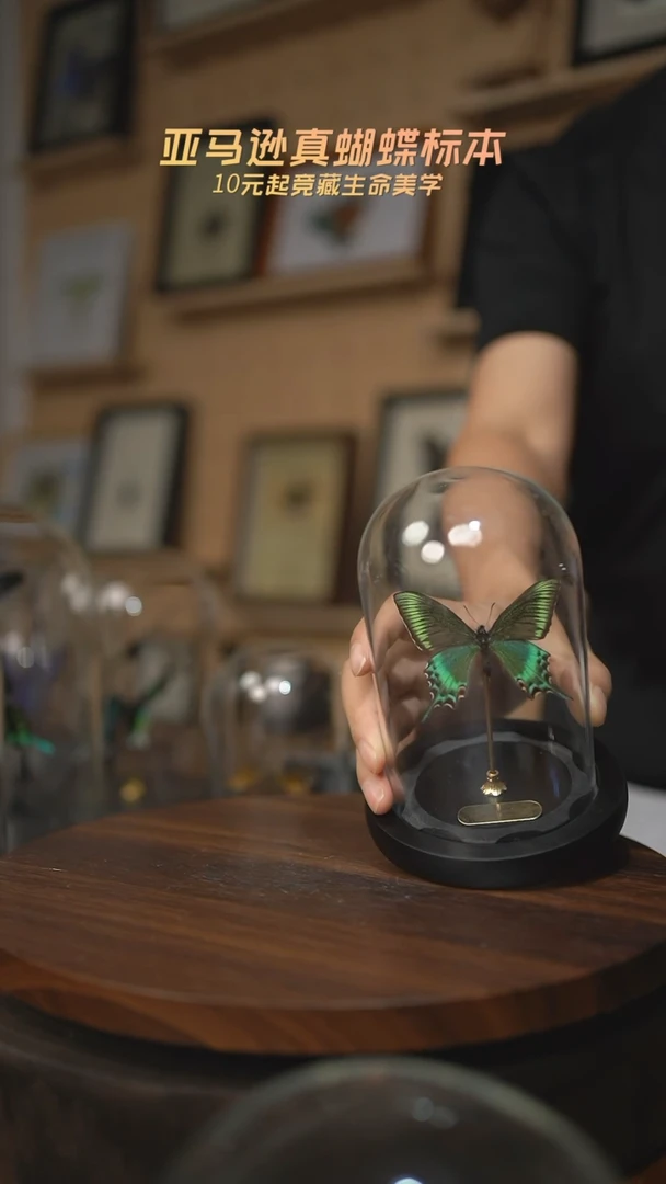 绿带翠凤蝶春型小号玻璃罩