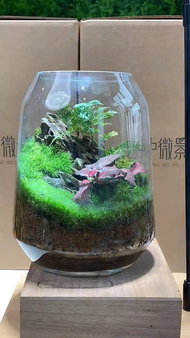 【闪购商品】肖特杯狼尾蕨款