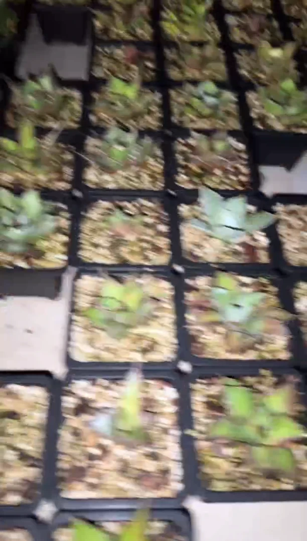 【闪购商品】土+盆单独运费