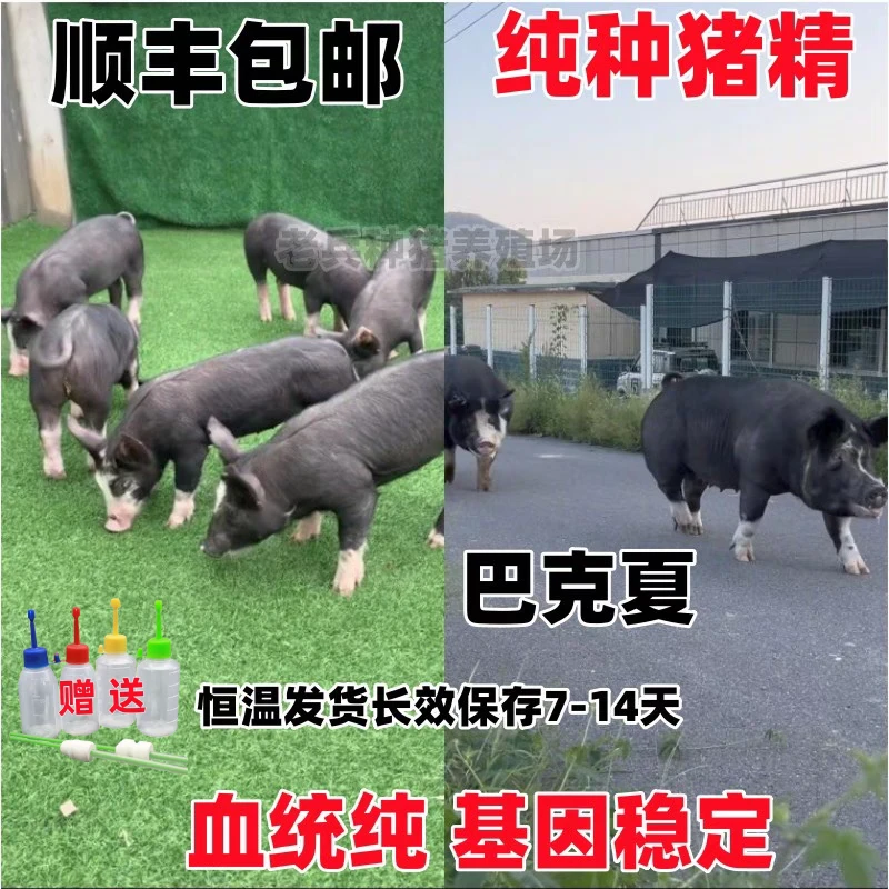 长白大白杜洛克巴克夏太湖种公猪猪精纯种公猪猪精