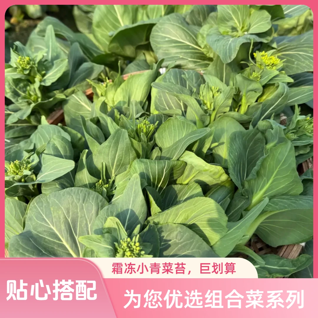 顺丰包邮  苏北农家露天霜冻苏州青菜苔鲜嫩小青菜心贴心组合