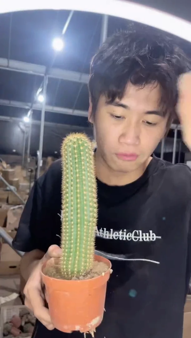 大号 飞碟 毛花柱【带根】